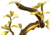 黄葉の梢 Icon