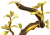 담황색 잎의 가지 Icon